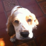 perrito_1