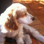 perrito_2